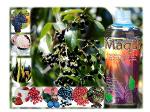 Maqui Berry
