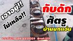 X-490 กับดักศัตรูบ้านนกแอ่น